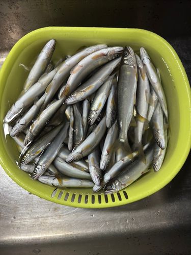 F1の釣果