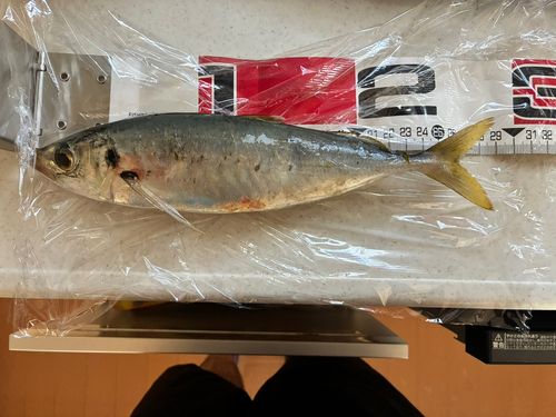 タチウオの釣果
