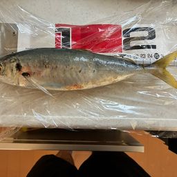 タチウオ