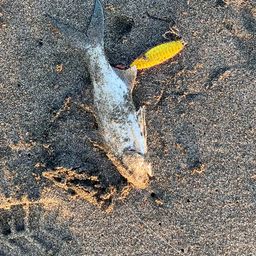 ツバメコノシロ
