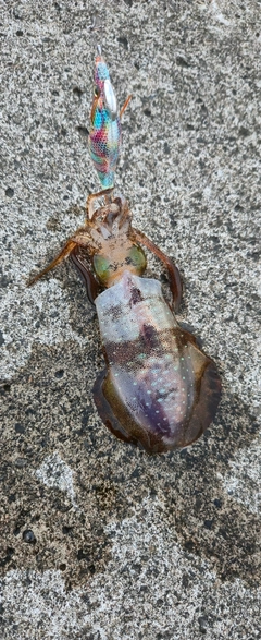 アオリイカの釣果
