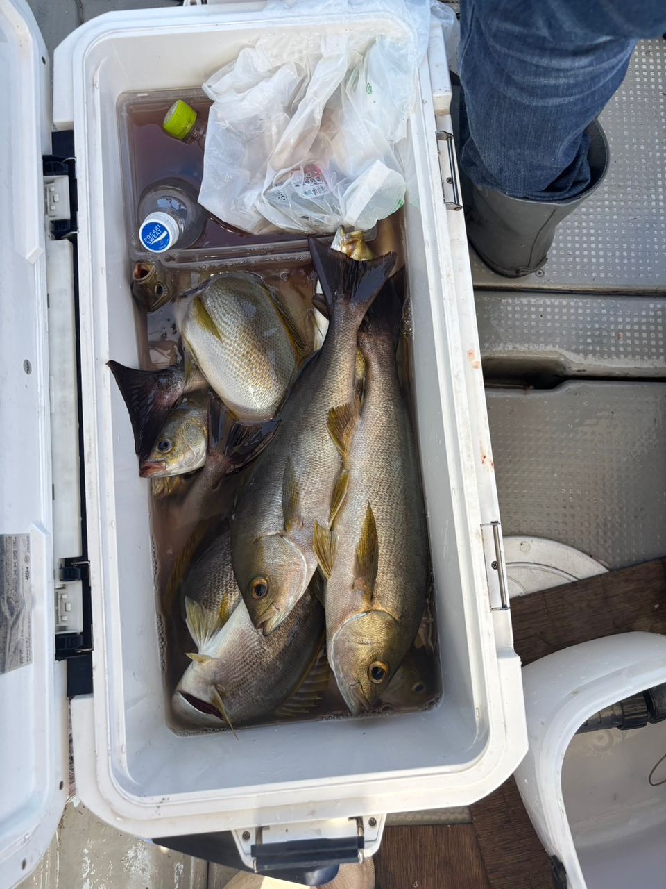 田畑良朗@なつき丸さんの釣果 2枚目の画像