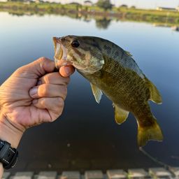 スモールマウスバス