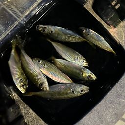 アジ