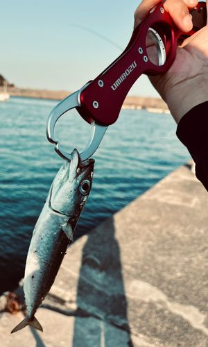 サバの釣果
