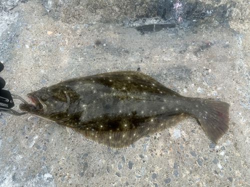 アイナメの釣果