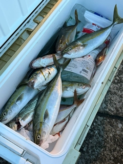イナダの釣果
