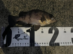 シロメバルの釣果