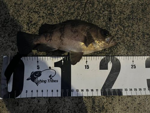 シロメバルの釣果