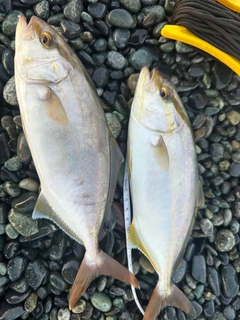 ショゴの釣果
