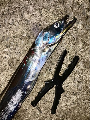 タチウオの釣果