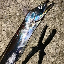 タチウオ