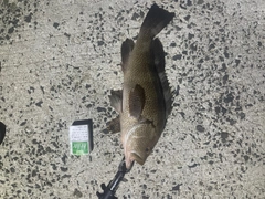 オオモンハタの釣果