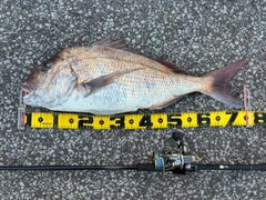 マダイの釣果