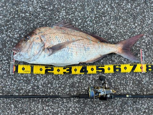 マダイの釣果