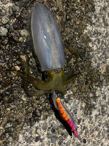 アオリイカの釣果