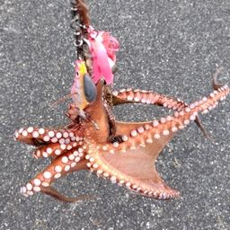 タコ