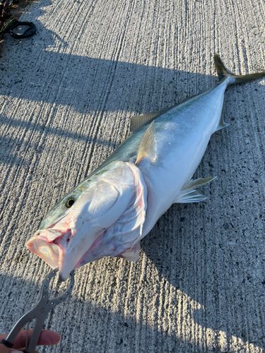 ハマチの釣果
