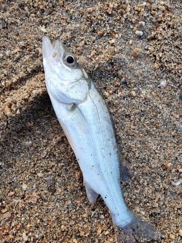 セイゴ（マルスズキ）の釣果