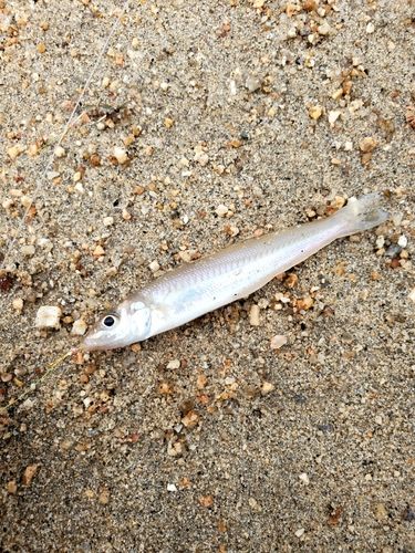 シロギスの釣果