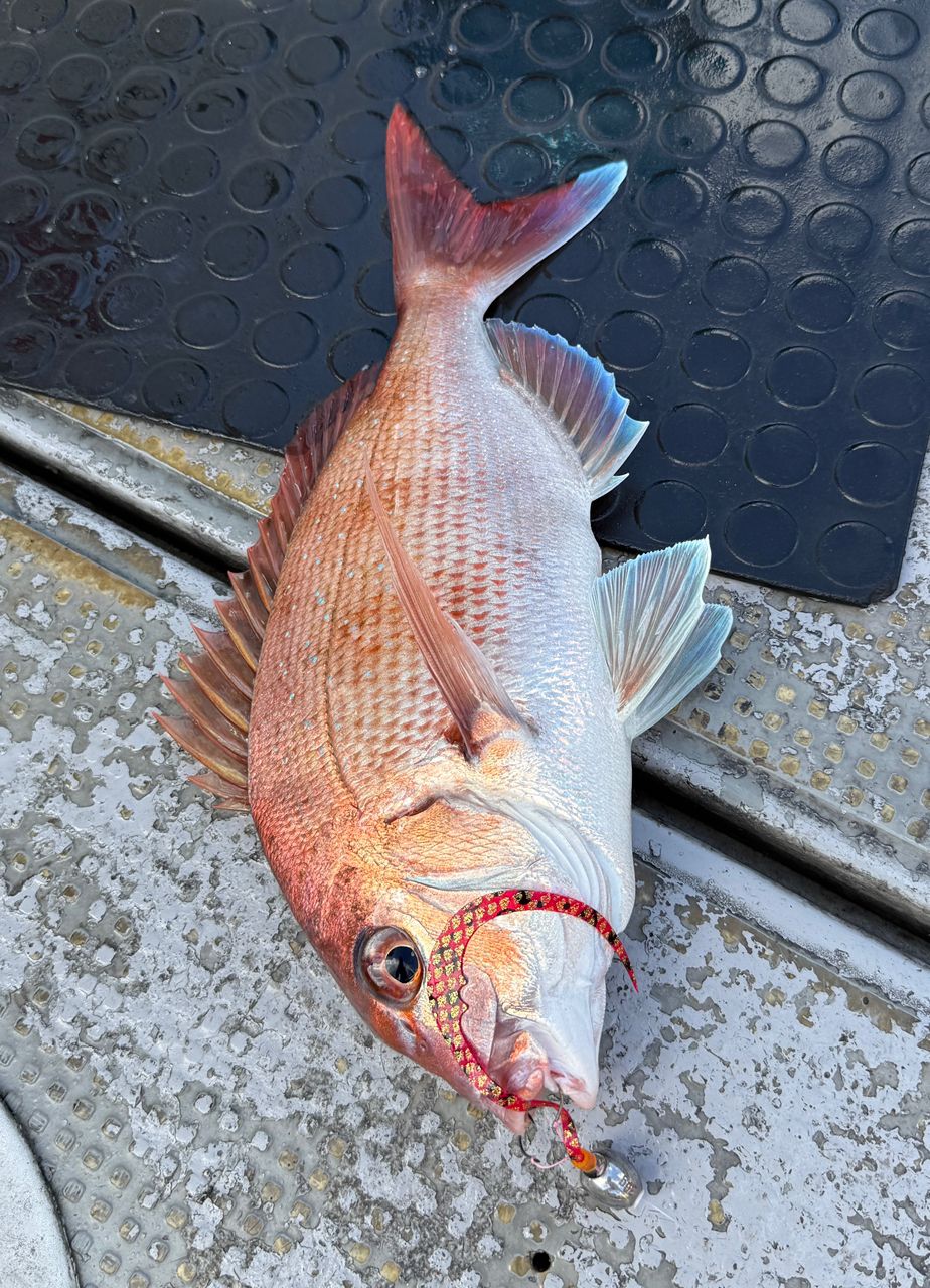 k1mrwoooonderさんの釣果 2枚目の画像