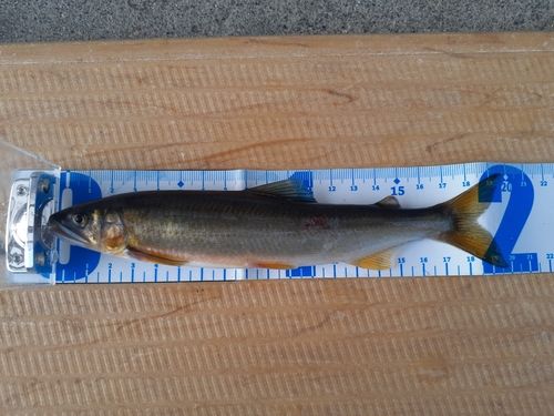 アユの釣果