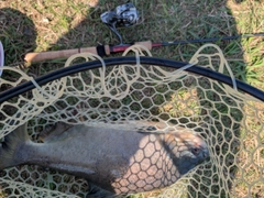 コロソマの釣果