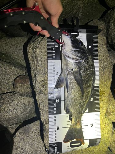 チヌの釣果