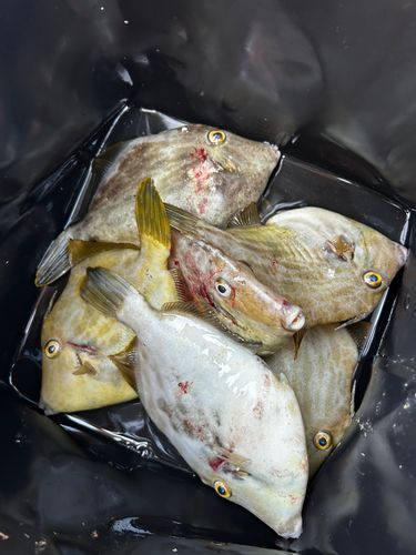 カワハギの釣果