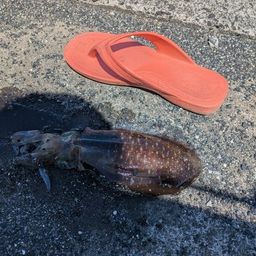 アオリイカ