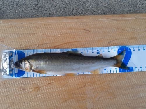 アユの釣果