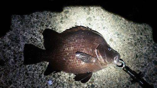 ヒゲダイの釣果