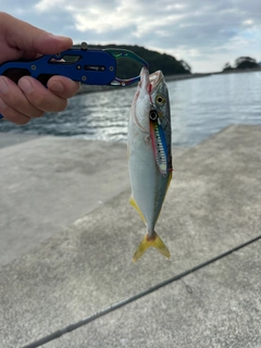 ワカシの釣果