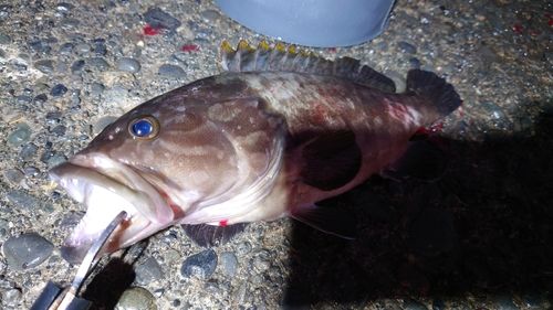 クエの釣果
