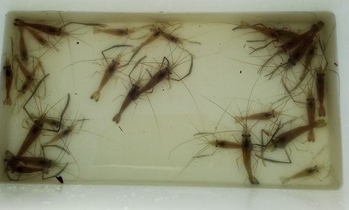 テナガエビの釣果