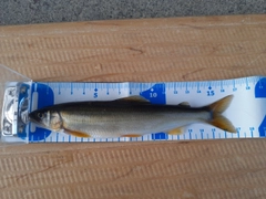アユの釣果