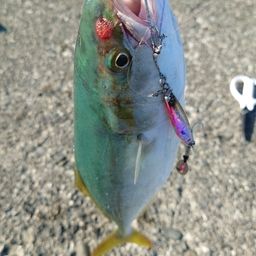 ワカナゴ