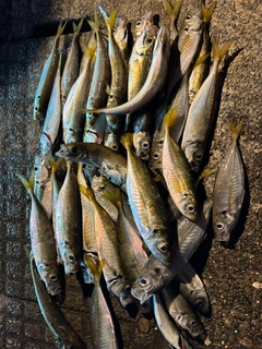 マアジの釣果