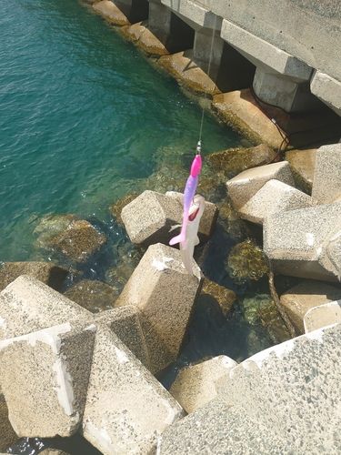 釣果