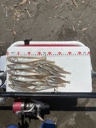 シロギスの釣果