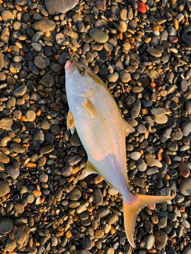 ショゴの釣果