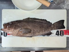 オオモンハタの釣果