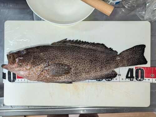 オオモンハタの釣果