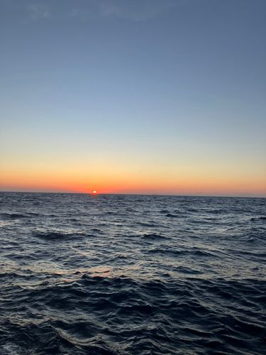 ヤリイカの釣果