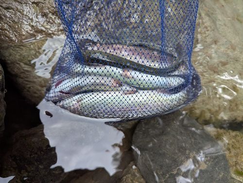 ニジマスの釣果