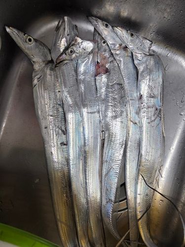 タチウオの釣果