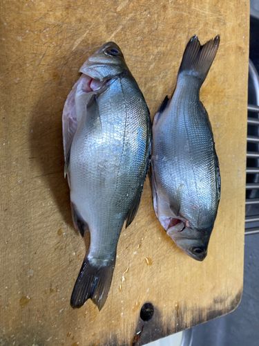 セイゴ（ヒラスズキ）の釣果