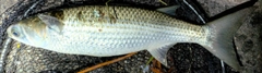 ボラの釣果