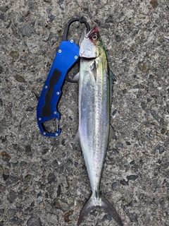 サゴシの釣果