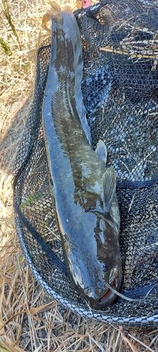 ナマズの釣果
